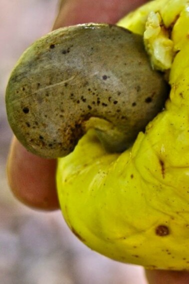 cashews nuts in the cashew apple