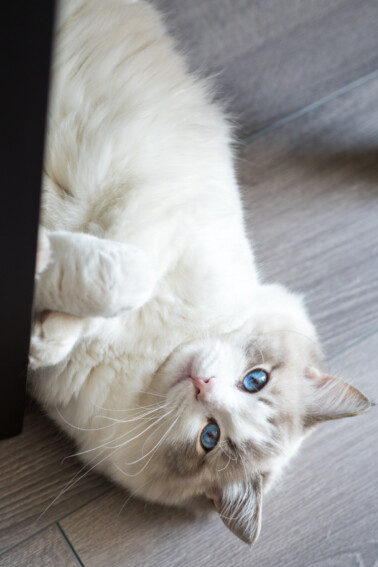 cat that likes to slide on the floor video - Kids Activities Blog
