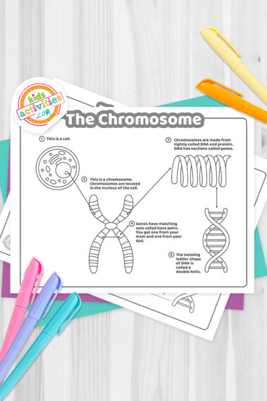 Black and white model of a chromosome coloring pages lying on top of a blue-green sheet with multicolored letters on a light gray background.