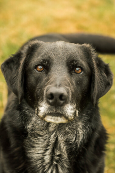 dog looking at camera