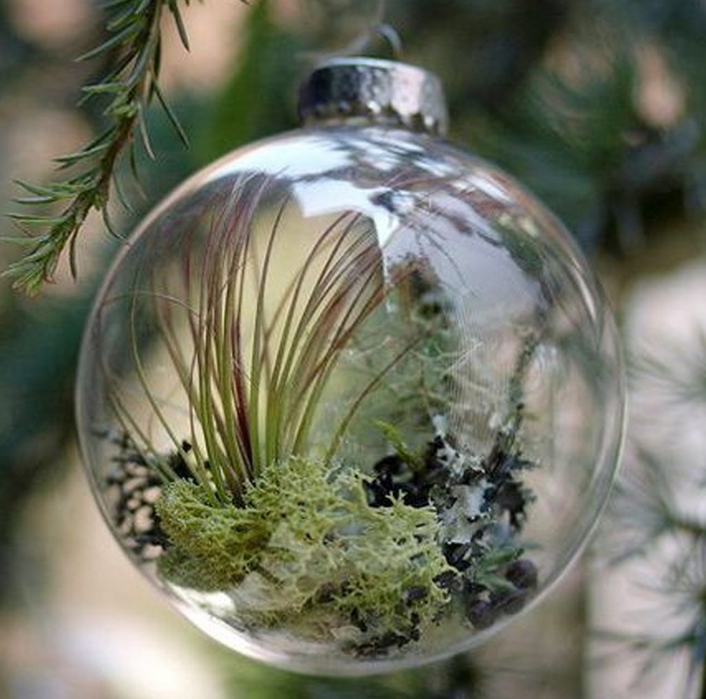 natural Christmas ornaments- Image shows a plant ornament in clear glass ornament.