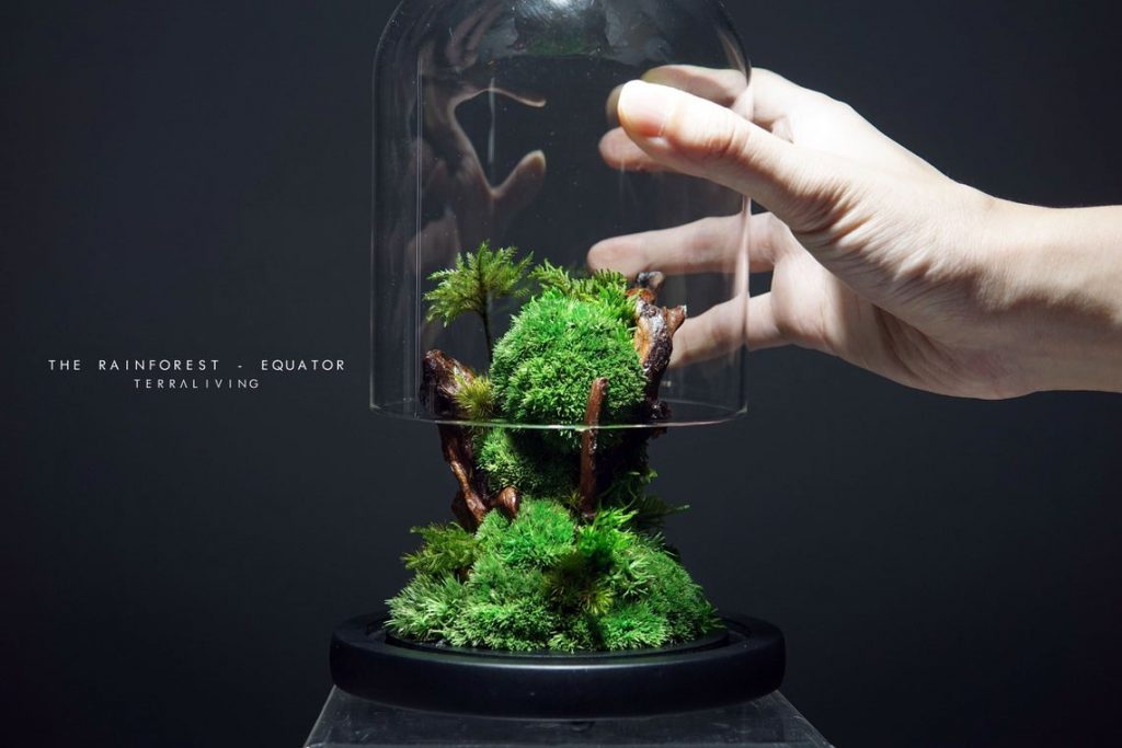 Small glass enclosed moss terrarium ecosystem from TerraLiving is vibrant and green