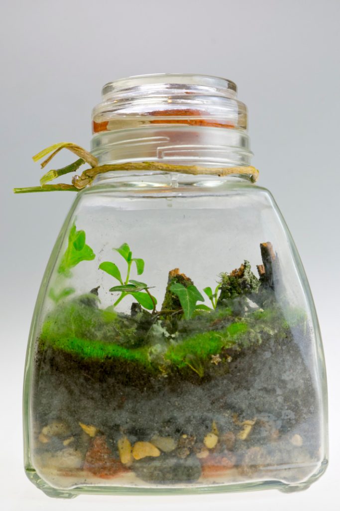 Terrarium plants planted in large mini ecosystem glass jar - Kids Activities Blog