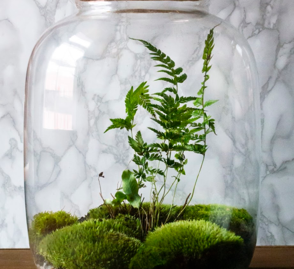 This terrarium is completely sealed. Inside, the plants stay alive and healthy due to the natural ecosystem. This terrarium is full of moss and ferns.
