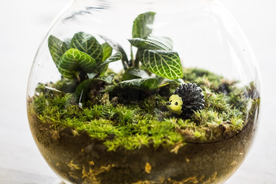 Small glass terrarium is filled with moss and tiny plants.