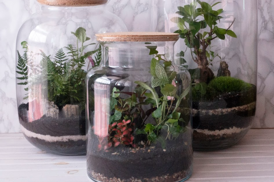 Three large glass jars sit together. They are filled with layers of rocks and soil, and filled with beautiful plants. One has a small bonsai tree!