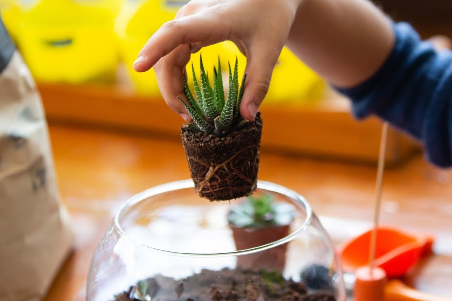 A child's hand holds a succulent above a glass vase, ready to plant it in their terrarium
